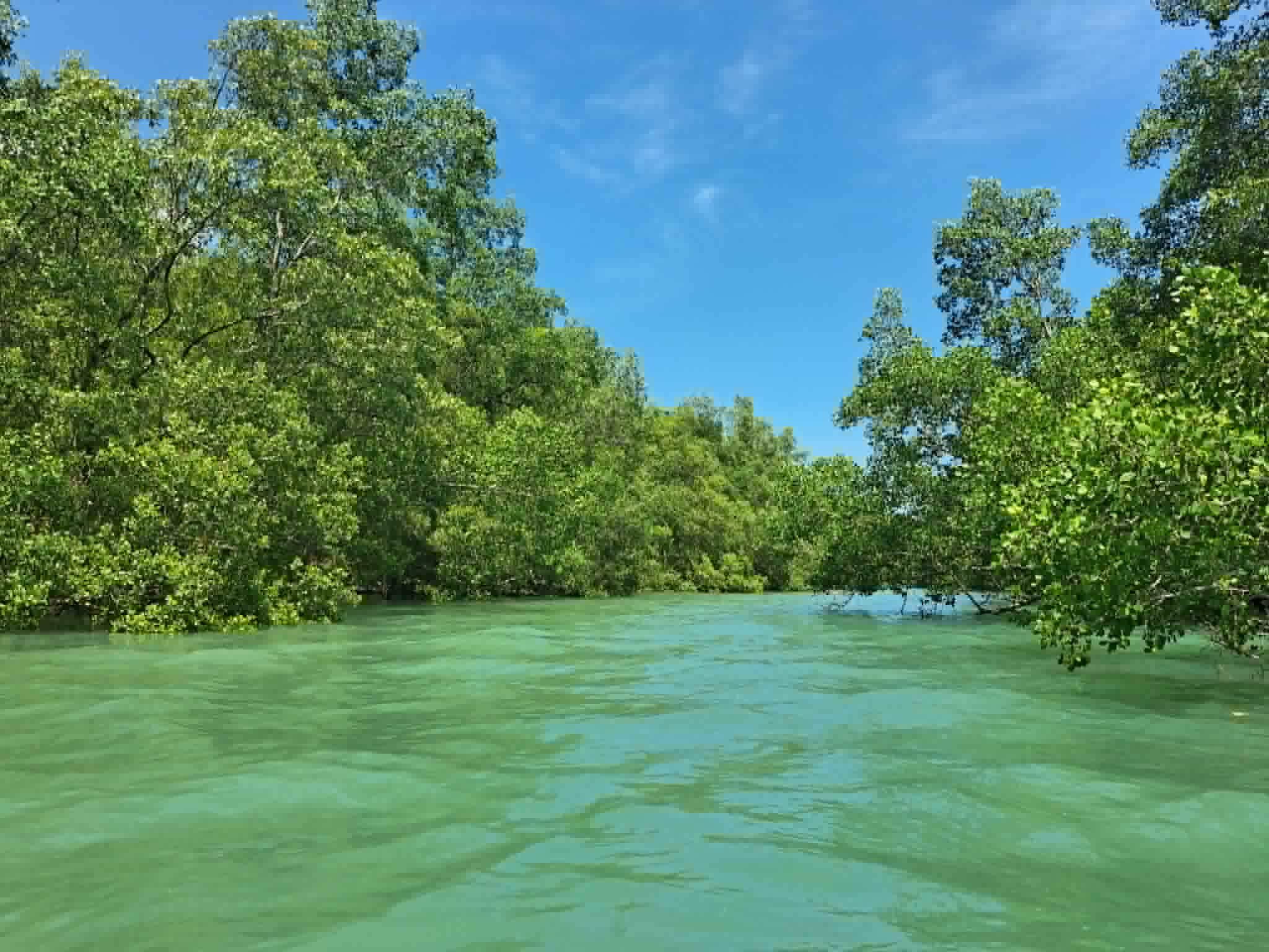 Mangrove canal near BigHugHome, seen from a kayak